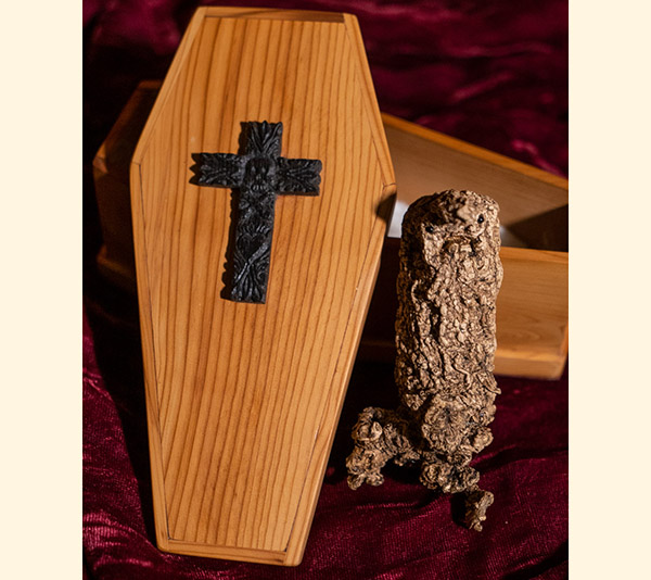 Mandrake in Yew coffin 5